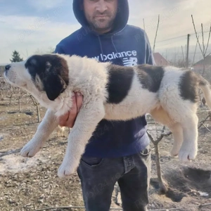 Pui Ciobănești de Asia Centrală  - imagine 2