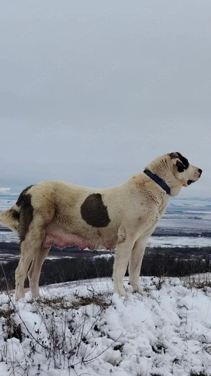 Pui Ciobănești de Asia Centrală  - imagine 3
