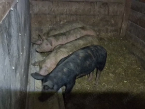 vând porci 60-65 kg