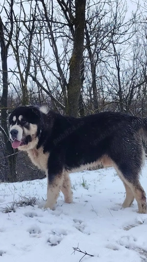 Pui Ciobănești de Asia Centrală  - imagine 5