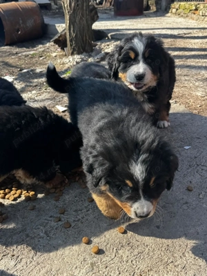 7 Pufosenii Ciobanesc de Berna isi cauta casuta! - imagine 4