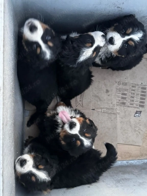 7 Pufosenii Ciobanesc de Berna isi cauta casuta! - imagine 5