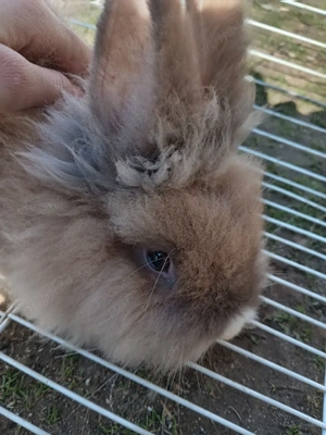 Iepure Cap de leu  - imagine 3