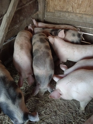 Porci frumoși  - imagine 2