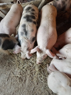 Porci frumoși  - imagine 4