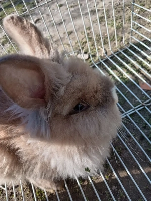 Iepure Cap de leu  - imagine 5