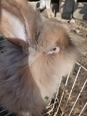 Iepure Cap de leu  - imagine 2