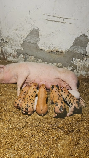 Purcei de vanzare - imagine 2