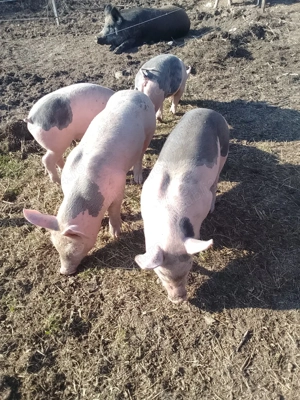 am 5 purcele de 9 saptamini 