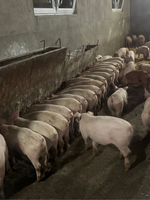 Vand purcei 25-45 kg!  - imagine 3