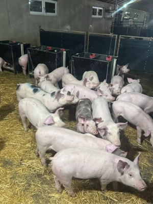 Vand purcei 25-45 kg!  - imagine 5