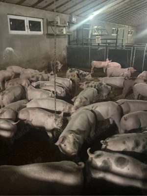 Vand purcei 25-45 kg!  - imagine 2