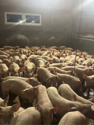 Vand purcei 25-45 kg! 