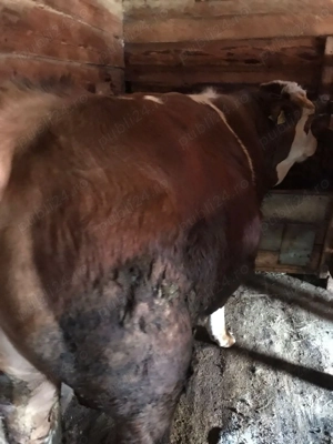 Taur de vânzare  - imagine 4