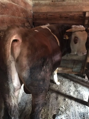 Taur de vânzare  - imagine 3