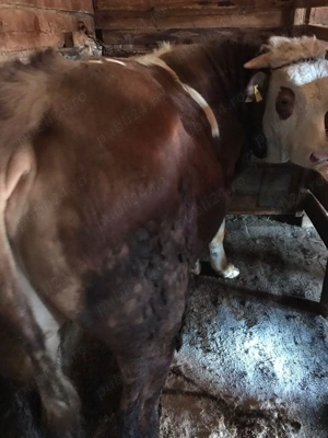 Taur de vânzare  - imagine 2