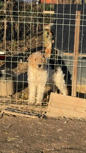 mascul foxterrier spre adobtie ! - imagine 2