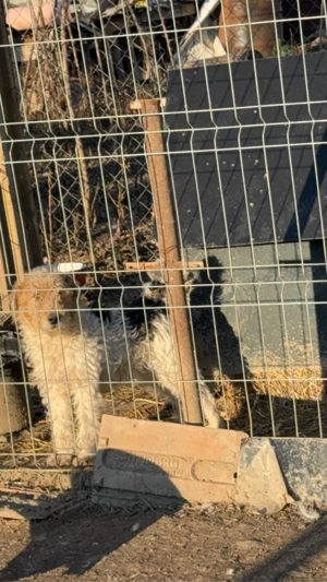 mascul foxterrier spre adobtie ! - imagine 3