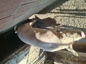 Vând o purcea  - imagine 3