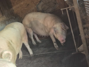 Scroafe gestante, data estimativa a fatarii 3-7aprilie! - imagine 2