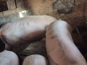 Scroafe gestante, data estimativa a fatarii 3-7aprilie! - imagine 3