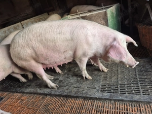 Scroafe gestante, data estimativa a fatarii 3-7aprilie! - imagine 4