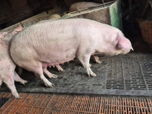 Scroafe gestante, data estimativa a fatarii 3-7aprilie!