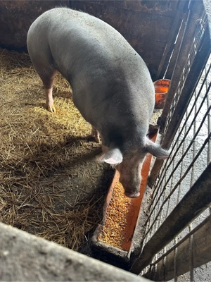 purcea pietrean  - imagine 2