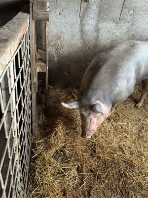 purcea pietrean  - imagine 4