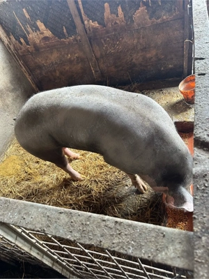 purcea pietrean  - imagine 3