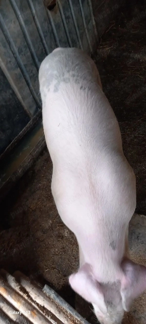 Vier de monta - imagine 2