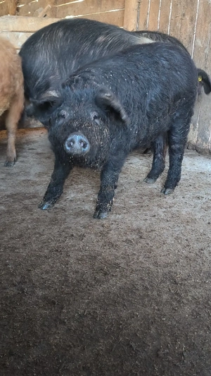 Scrofiță mangalița bazna - imagine 2