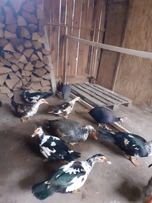 oua rata ptr incubat - imagine 3