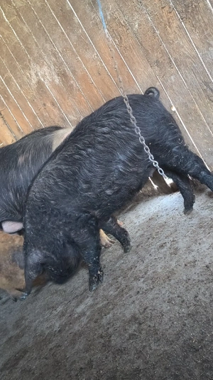 Scrofiță mangalița bazna