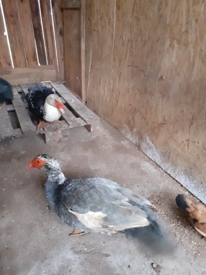 oua rata ptr incubat - imagine 4