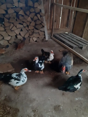 oua rata ptr incubat - imagine 2