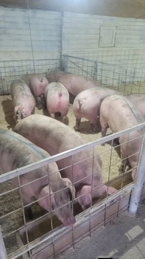 porci de carne de vanzare  - imagine 2