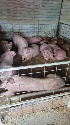 porci de carne de vanzare  - imagine 3