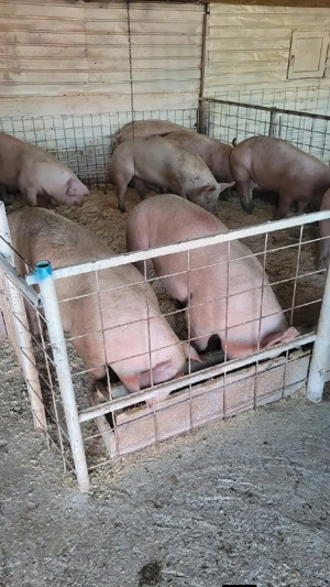 porci de carne de vanzare  - imagine 4