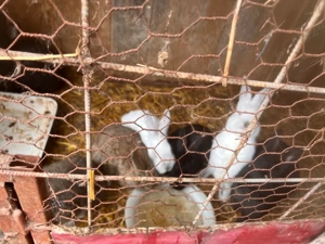 iepurii     - imagine 3