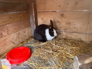 iepurii     - imagine 5