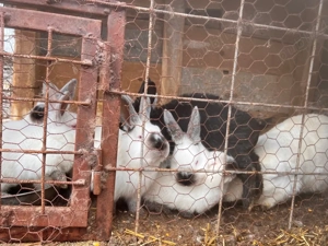 iepurii     - imagine 4