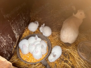 iepurii     - imagine 2