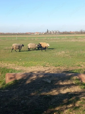 Oi Romanov de vânzare  - imagine 3