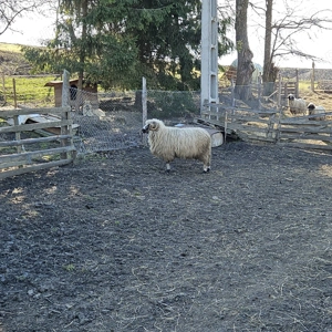 Berbec sănătos , trei ani - imagine 2