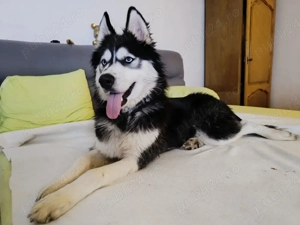 husky siberian 