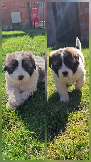 Ciobanesc de asia centrala 