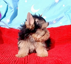 Yorkshire terrier Băiat 3 luni 