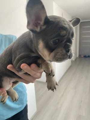 Mă dorește cineva și pe mine!   - imagine 3