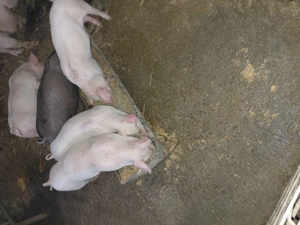 Purcei de carne - imagine 3